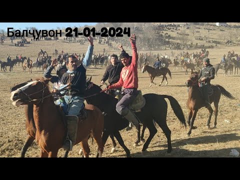 Видео: Бузкаши н. Балҷувон 21-01-2024