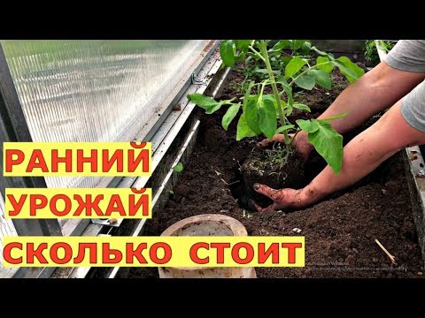 Видео: Ранняя посадка РАССАДЫ В ТЕПЛИЦУ. Обогрев грунта.
