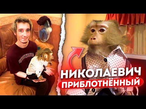 Видео: ДАНОН и СТОПБАН ПОЗВАЛИ НА СТРИМ ОБЕЗЬЯНУ / НИКОЛАЕВИЧ СЛУШАЕТ ТАБЛЕТКУ (боня)