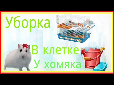 Видео: Уборка клетки хомяка. Приветы от нас с Джесси