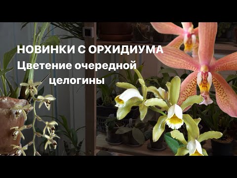 Видео: Поговорим о новинках с последнего орхидиума в Москве. Цветение Новой целогины из ботанического сада✨