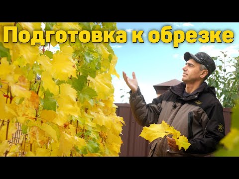 Видео: А Вы уже подготовили кусты винограда к обрезке ⁉️