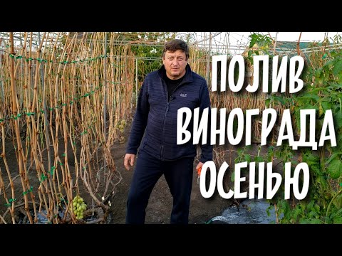 Видео: Полив винограда осенью. Как правильно подготовить кусты к обрезке и зимовке для максимального урожая