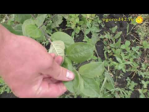 Видео: Суровые зимы в Сибири диктуют особые условия ухода за яблонями. Как и зачем формировать стланец