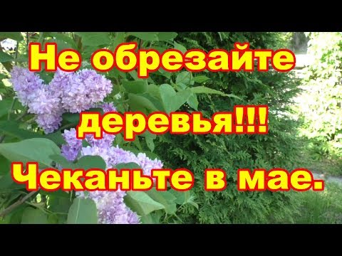 Видео: Не обрезайте деревья,а проведите в мае-июне чеканку веток