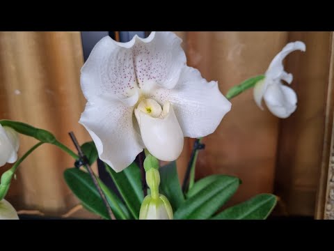 Видео: Мои новинки+уход за башмаками+немного болтовни😊