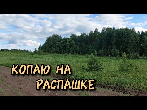 Видео: Копаю на распашке монеты, артефакты с TX 850