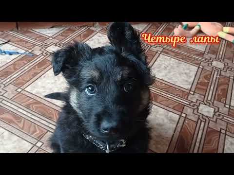 Видео: 4. Что нужно сделать перед первой прививкой щенку немецкой овчарки. Уход за щенком.