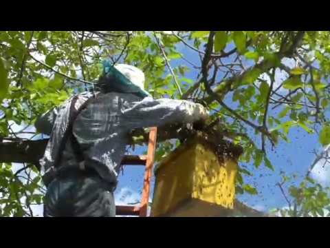 Видео: Такого не было четыре сезона