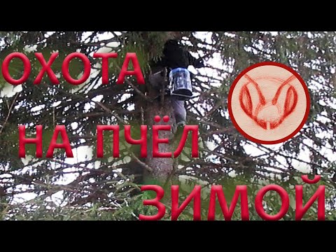 Видео: Делаю и вешаю ловушки - приманки на бродячие рои. Ловушки только без рамок. Изготовление на коленке