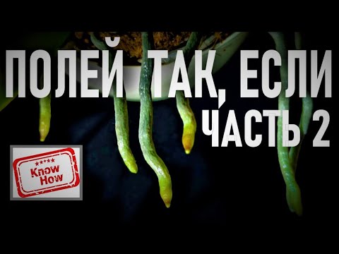 Видео: ПОЛЕЙ ОРХИДЕИ ТАК, ЕСЛИ НЕ ЗНАЕШЬ КАК! НОУ-ХАУ МЕТОД ПОЛИВА ОРХИДЕИ ДЛЯ АДАПТАЦИИ И ЛЕЧЕНИЯ ЧАСТЬ 2!