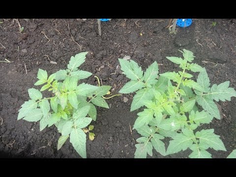 Видео: МУЛЬЧИРОВАТЬ ИЛИ НЕТ ПОСАДКИ? МОЕ МНЕНИЕ. Ольга Чернова.