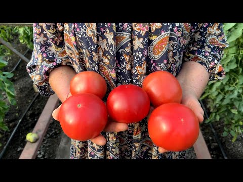 Видео: Сравнительная оценка гибридов томата Пинк Парадайз и Пинк Мэджик 🍅