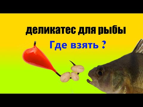Видео: Одна из лучших зимних насадок для разной рыбы.Клюет всегда!!!
