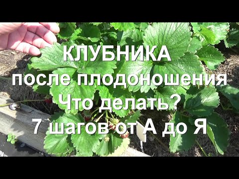 Видео: 83. Клубника - делайте это сразу же после плодоношения! Обрезка. Удобрение. Обработка.