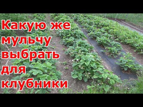 Видео: Уход за земляникой. Клубничные грядки под разной мульчей спустя 2 года
