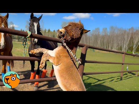 Видео: Маленький ослик думает, что он лошадь. Все смеются! | Cuddle Buddies