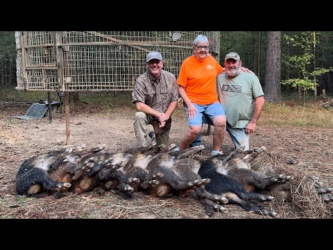 Видео: Ловля свиней для бабушки.