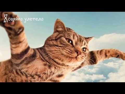 Видео: Котовария - Хозяйка улетела (Крылатые качели cover)