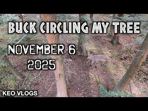 Видео: Бакс в поисках восприимчивой лани