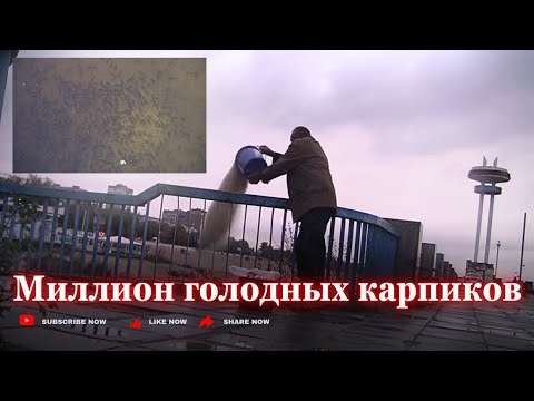 Видео: Табуны голодных карпов ищут еду у берега 19окт. 24г. Запорожье