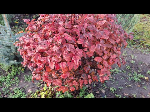 Видео: Новое растение для контейнерного выращивания. 