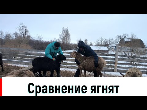 Видео: Сравнение ягнят