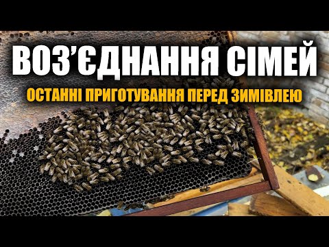 Видео: Воз'єднання бджолосімей. Останні приготування перед зимівлею