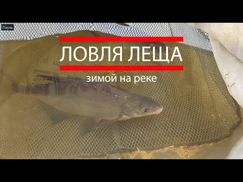 Видео: Рыбалка на фидер.  Ловля леща в феврале на реке. Ловля леща зимой. Секреты ловли на фидер.