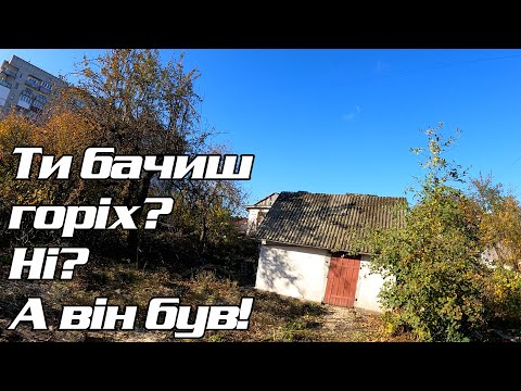 Видео: Великий горіх над сараєм