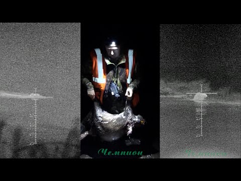 Видео: Охота на бобра  #43 \ Такого вы ещё точно не видели