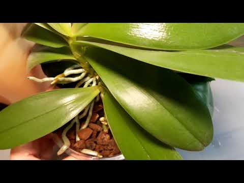 Видео: Цветоносы у Джулии и Мастер тейбл пис.   Просто пришла повсеместная пора цветоносов!