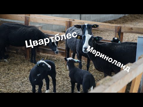 Видео: Цвартблесс или Мериноланд? Какую породу выбрать?