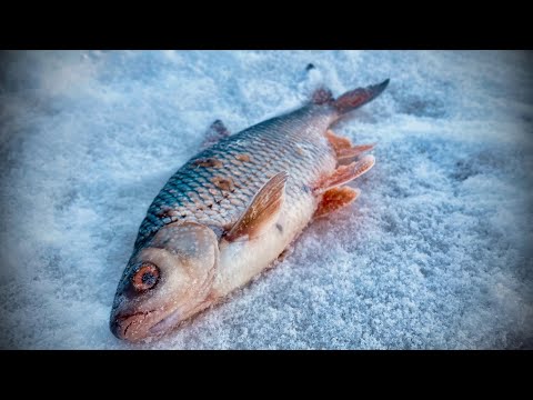 Видео: ЗИМНЯЯ РЫБАЛКА. ЕДЕМ НА СТАРОЕ РУСЛО!!! ЛОВЛЯ ПЛОТВЫ на БЕЗМОТЫЛКУ!