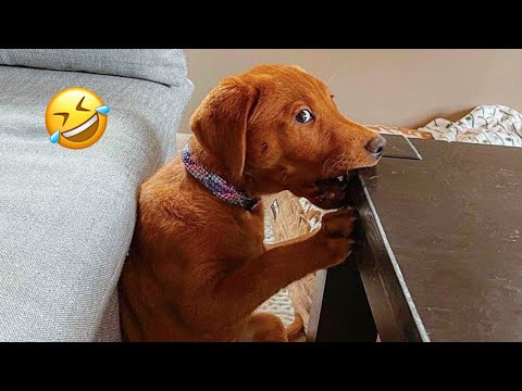 Видео: Самые смешные моменты с собаками и кошками, которые взорвали интернет. Попробуй не засмеяться! Че...