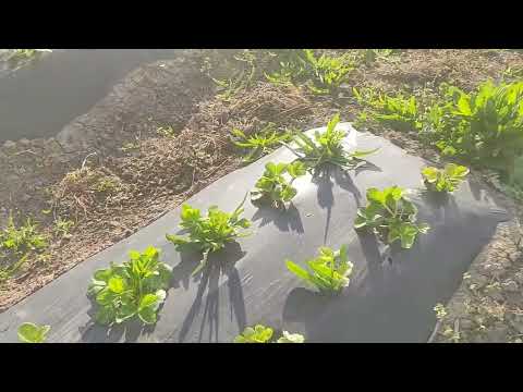 Видео: Кормим клюбнику Уралхим, железо, обработки по листу Квадрис, Прованто майт, антистрес Тренер