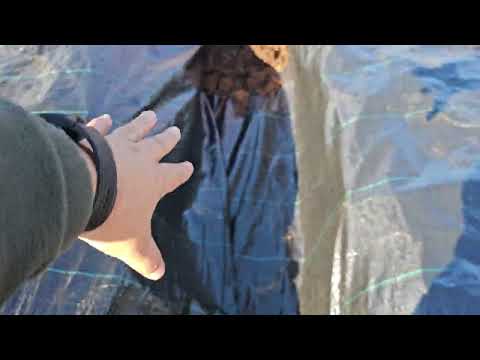 Видео: Сажаем голубику в траншеи.