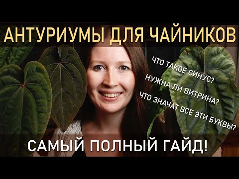 Видео: АНТУРИУМЫ для чайников. САМЫЙ ПОЛНЫЙ ГАЙД