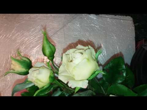 Видео: Небольшая инструкция по применению.А точнее обращению с фарфоровым цветком.