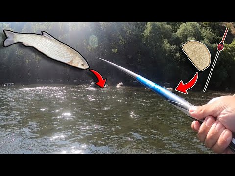 Видео: Разбихме СКОБАРИТЕ и МРЕНИТЕ в 40см  вода! Риболов на ТРОХА с БОЛОНЕЗЕ и ДИРЕКТЕН по река Струма!