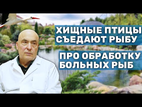 Видео: Ихтиопатолог про обработку больных рыб, где брать рыбу, вирусы и отпугивание птиц