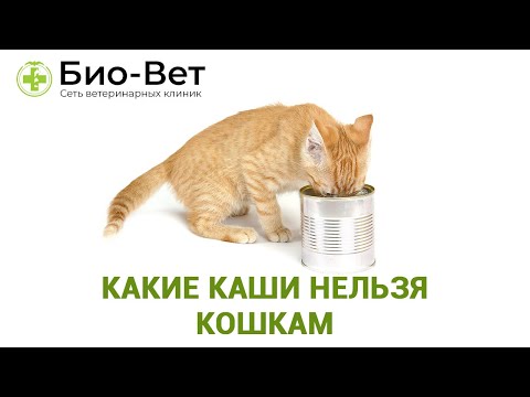 Видео: Каши Для Кошек & Какие Каши Нельзя Кошкам. Ветклиника Био-Вет