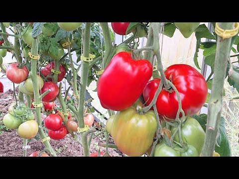 Видео: Заключительный ролик по томатам. Сезон 2025.