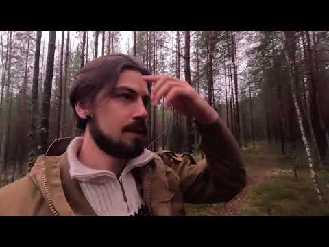 Видео: Прогулки в хвоном лесу 2. Москва или Питер