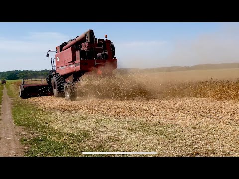 Видео: Пішла вода гаряча,Жнива сої pioneer,Врожай не як в усіх🥲