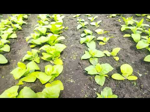 Видео: Табак. Рыхление и прополка. 24.06.2025г.