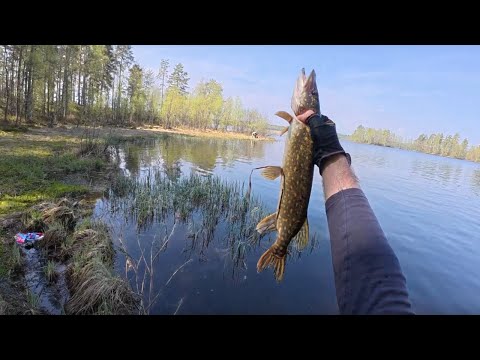 Видео: Рай болотной щуки - десятки поклёвок на каждый километр