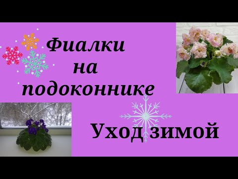 Видео: Фиалка растёт на подоконнике. Советы по уходу.