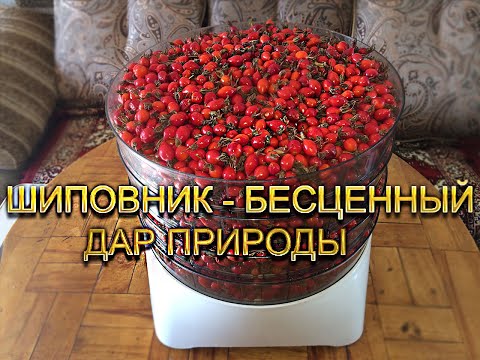 Видео: Заготовка шиповника на зиму.