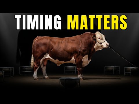 Видео: График кормления скота: 3 раза в день для увеличения прибыли и прироста веса